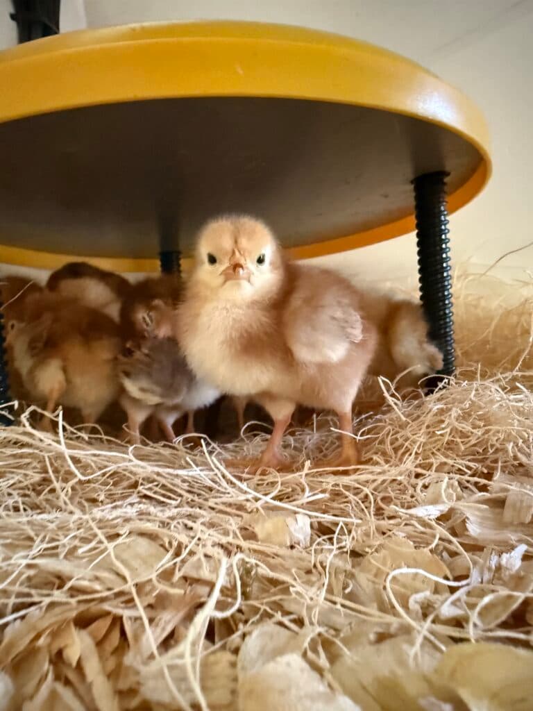 Chicks at the Hobe Sound Hatchery