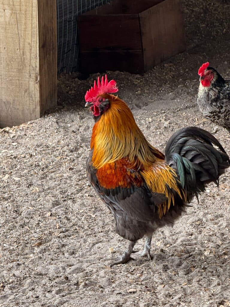 Indio Gigante rooster at Hobe Sound Farms