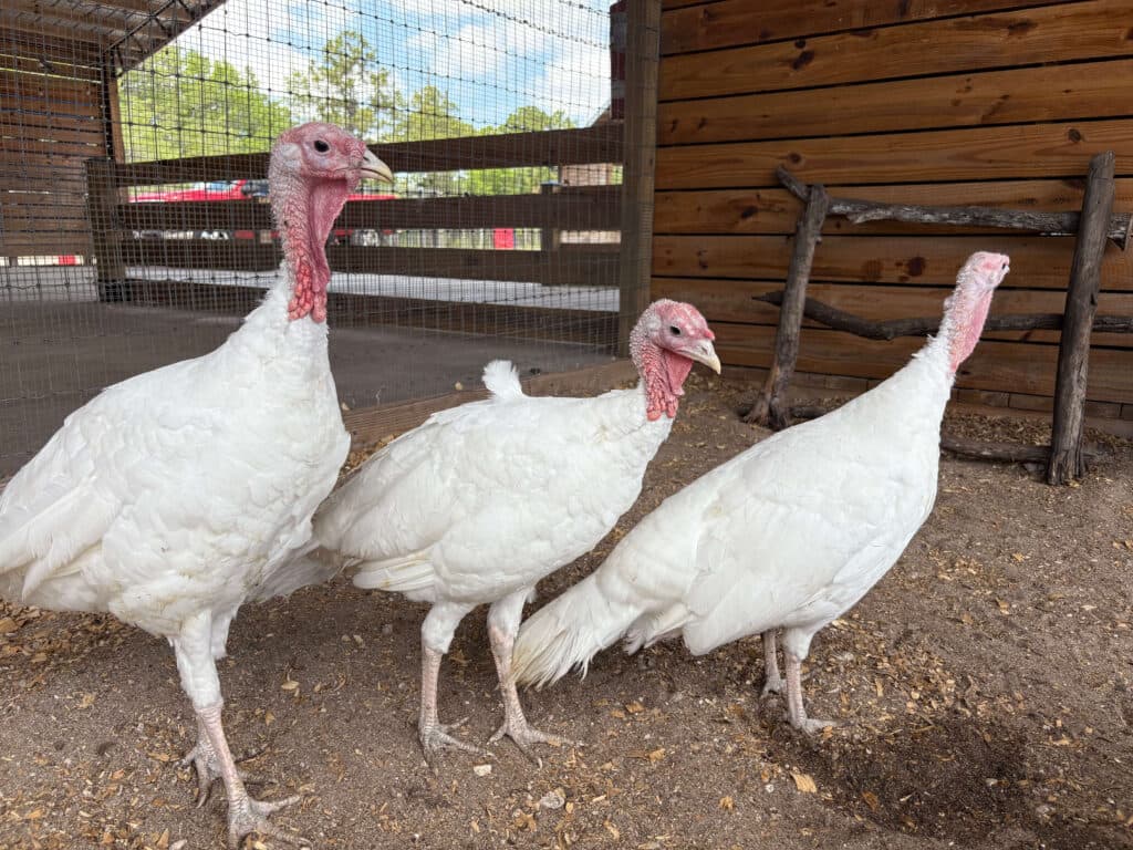 Turkeys at Hobe Sound Farms
